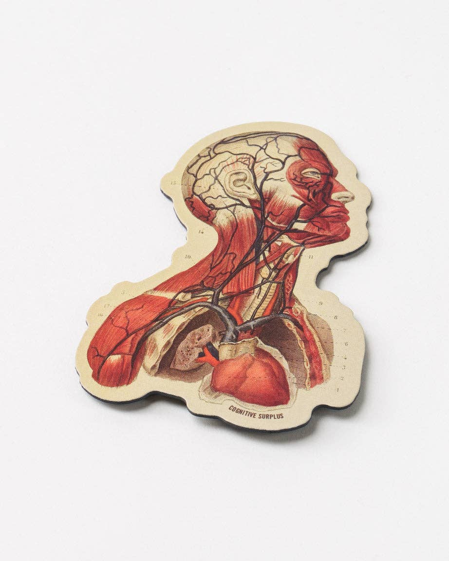 Head Anatomy Magnet