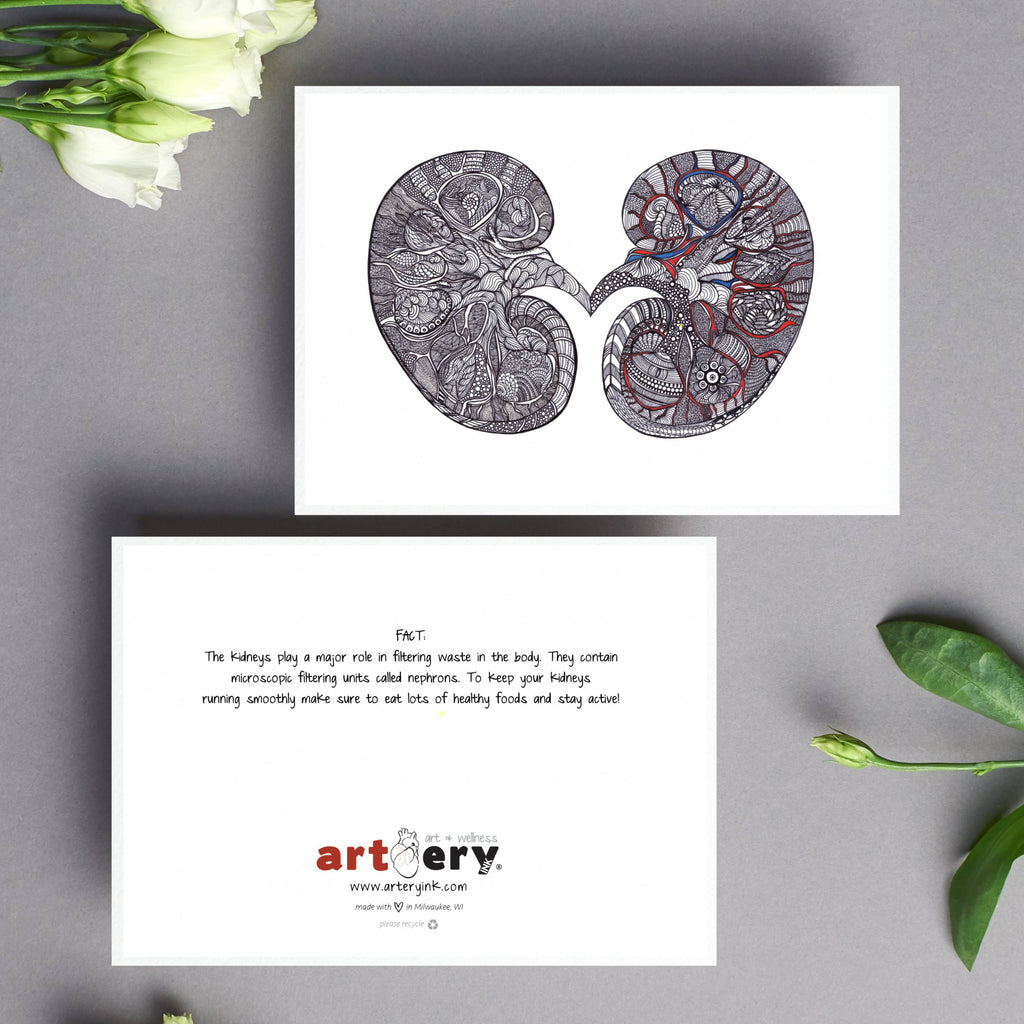 Kidney - Simple Anatomy (#8012)