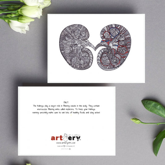 Kidney - Simple Anatomy (#8012)