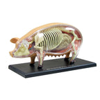 4D Pig Anatomy Model