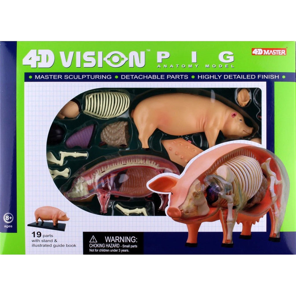 4D Pig Anatomy Model