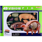 4D Pig Anatomy Model