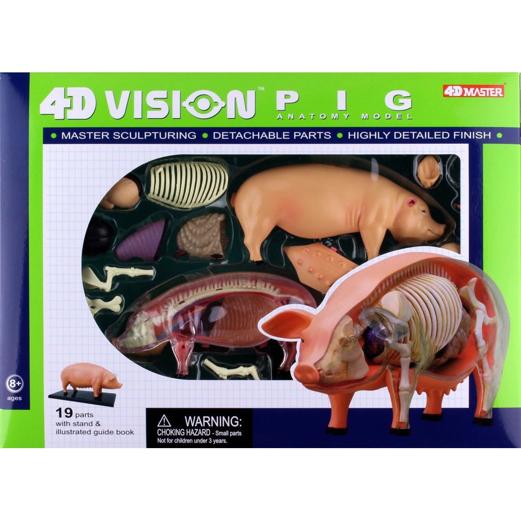 4D Pig Anatomy Model
