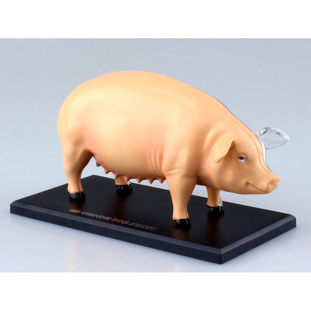 4D Pig Anatomy Model