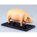 4D Pig Anatomy Model