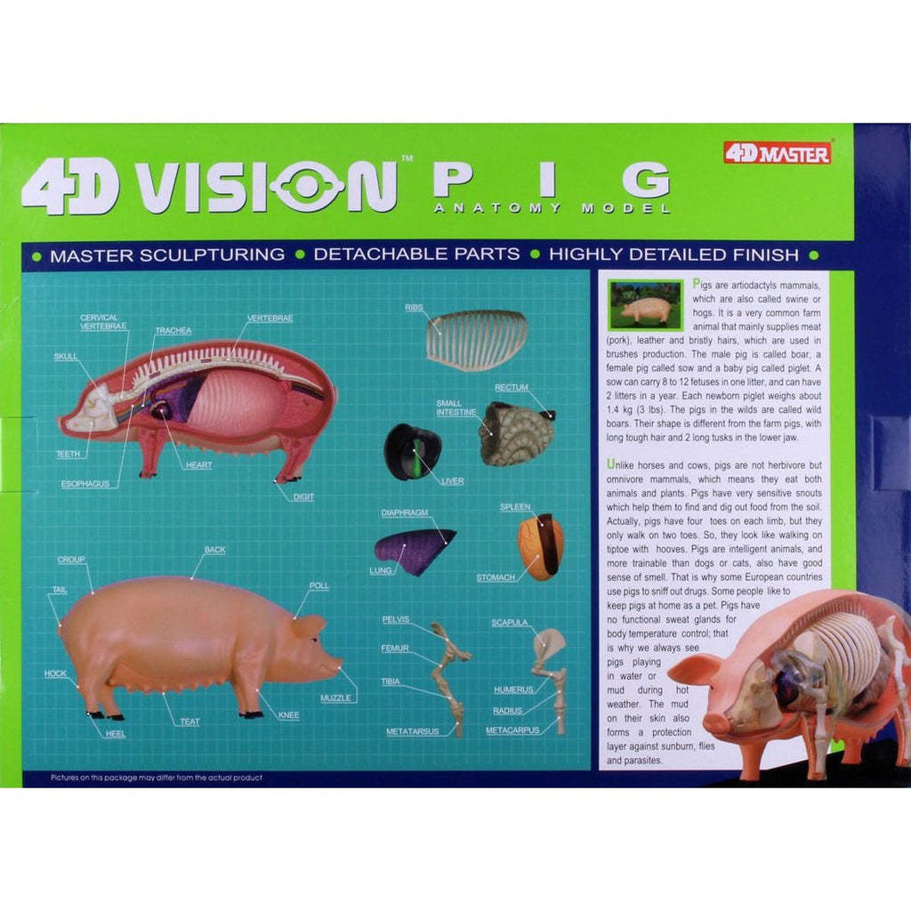 4D Pig Anatomy Model