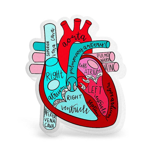 Acrylic Anatomical Heart