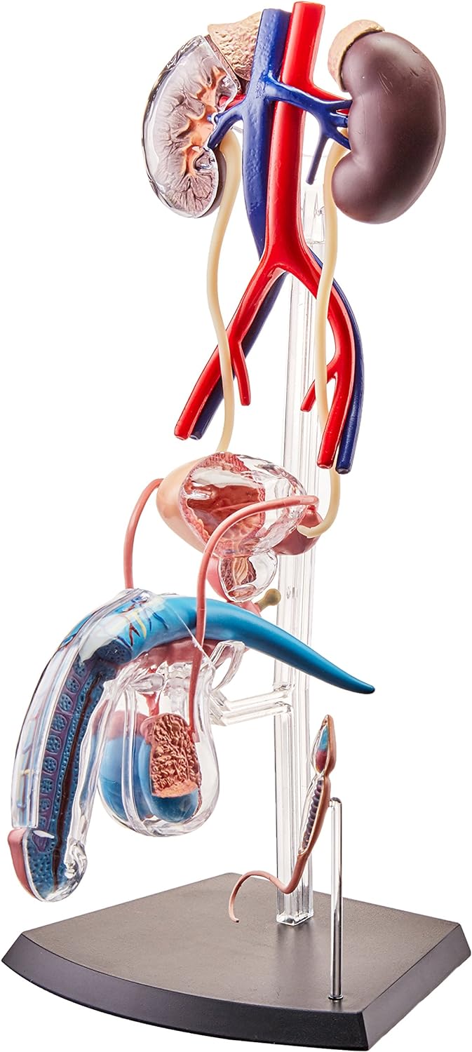 4D Male Reproductive System