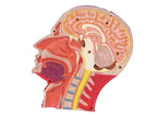 4D Human Anatomy Deluxe Human Head