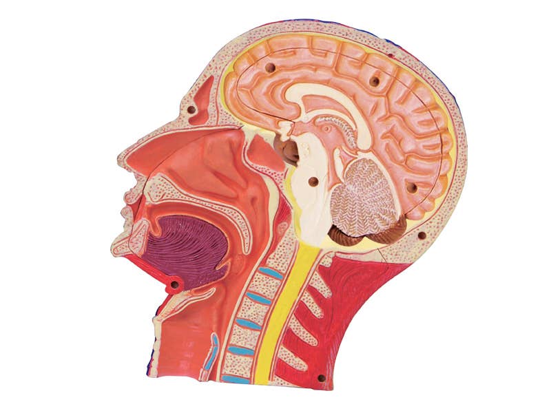 4D Human Anatomy Deluxe Human Head