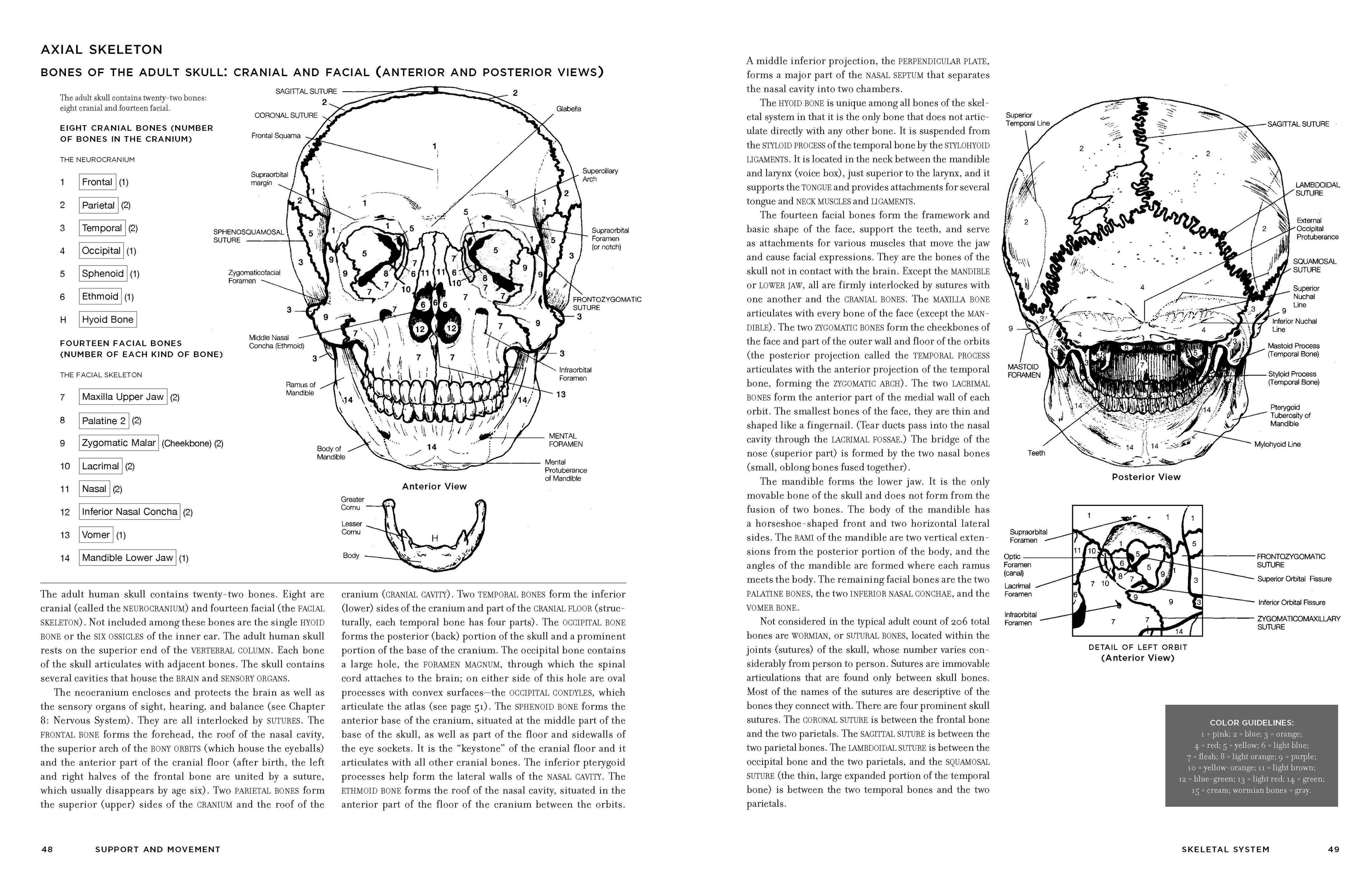 McMurtrie's Human Anatomy Coloring Book