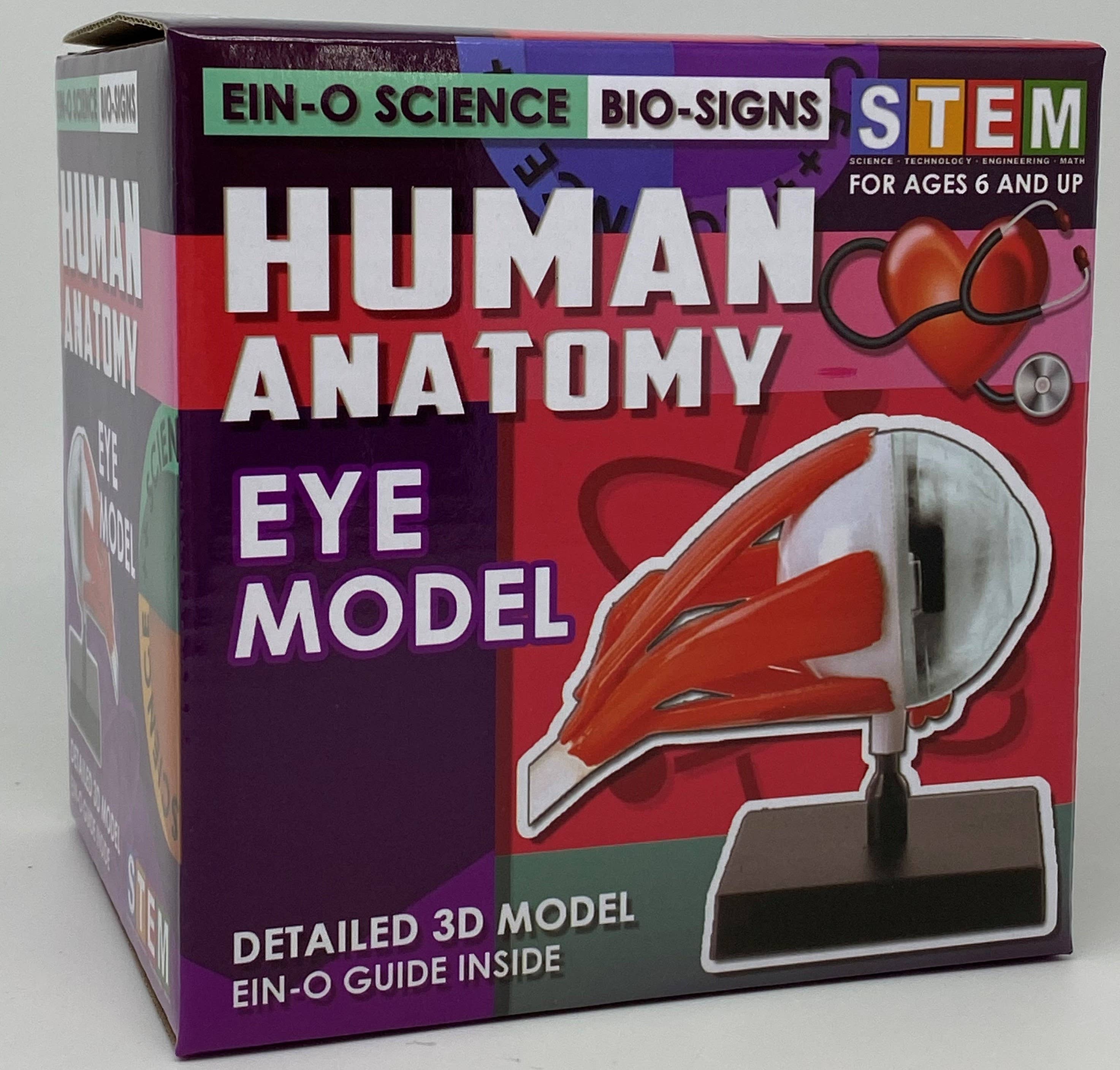 Eye