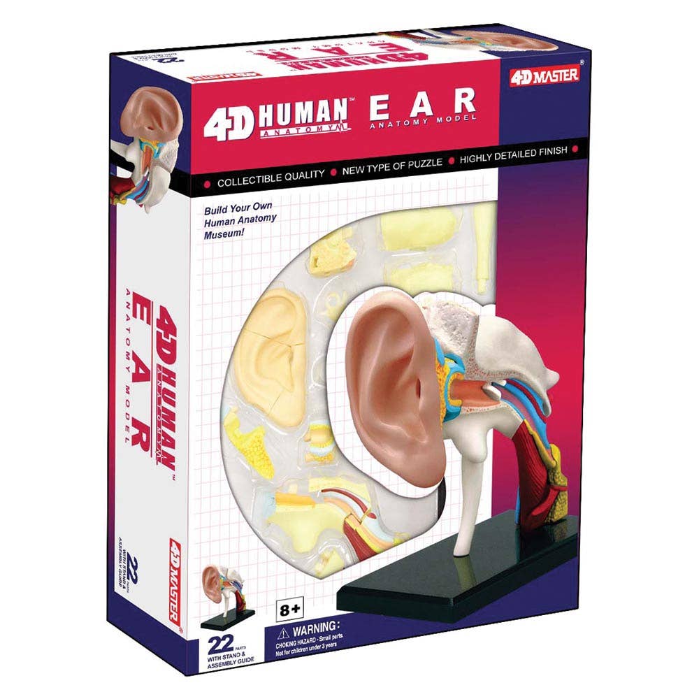 4D Human Ear