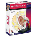 4D Human Ear