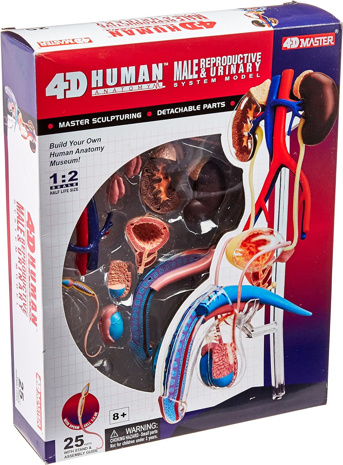 4D Male Reproductive System