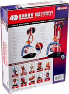 4D Male Reproductive System