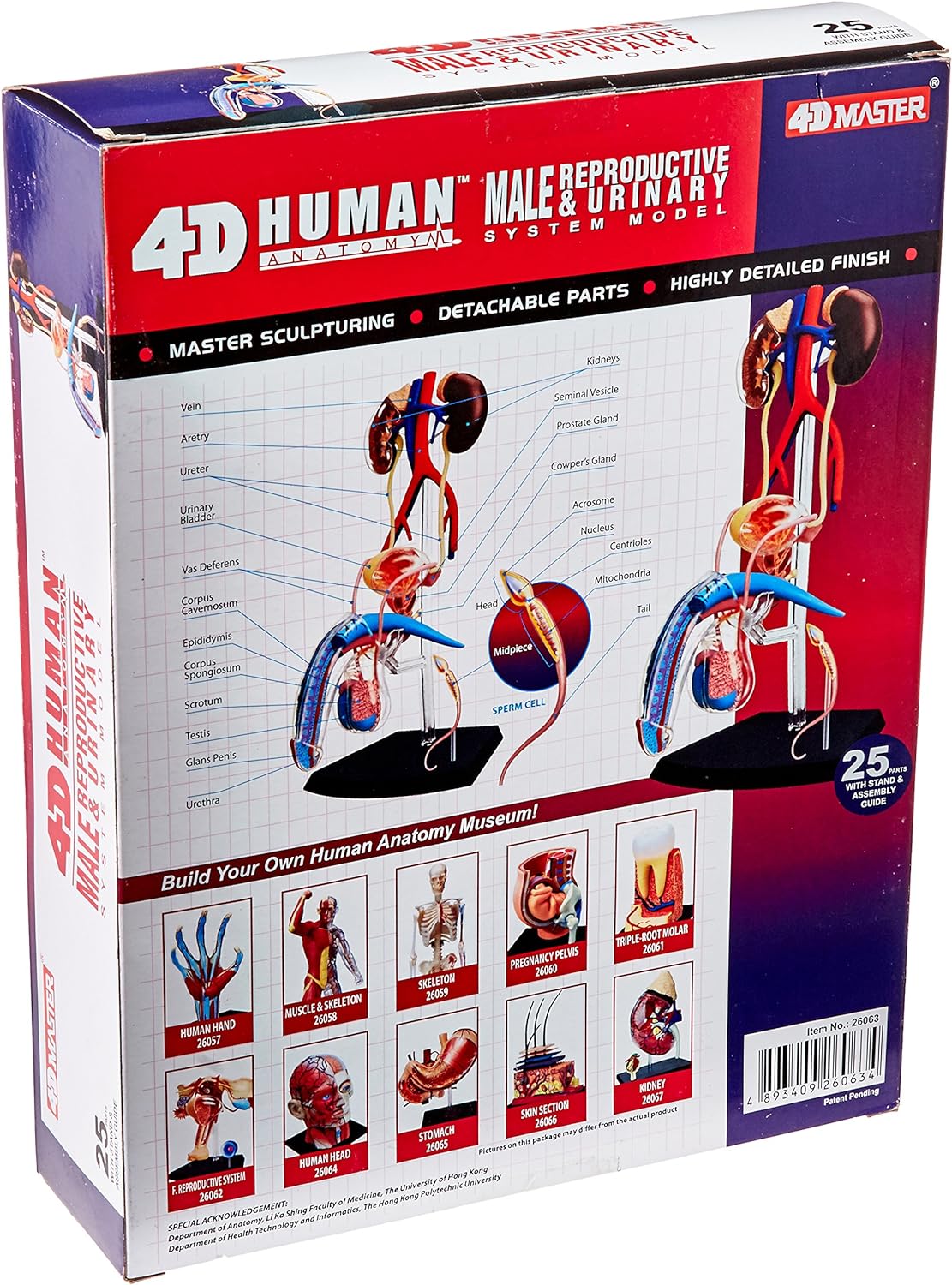 4D Male Reproductive System