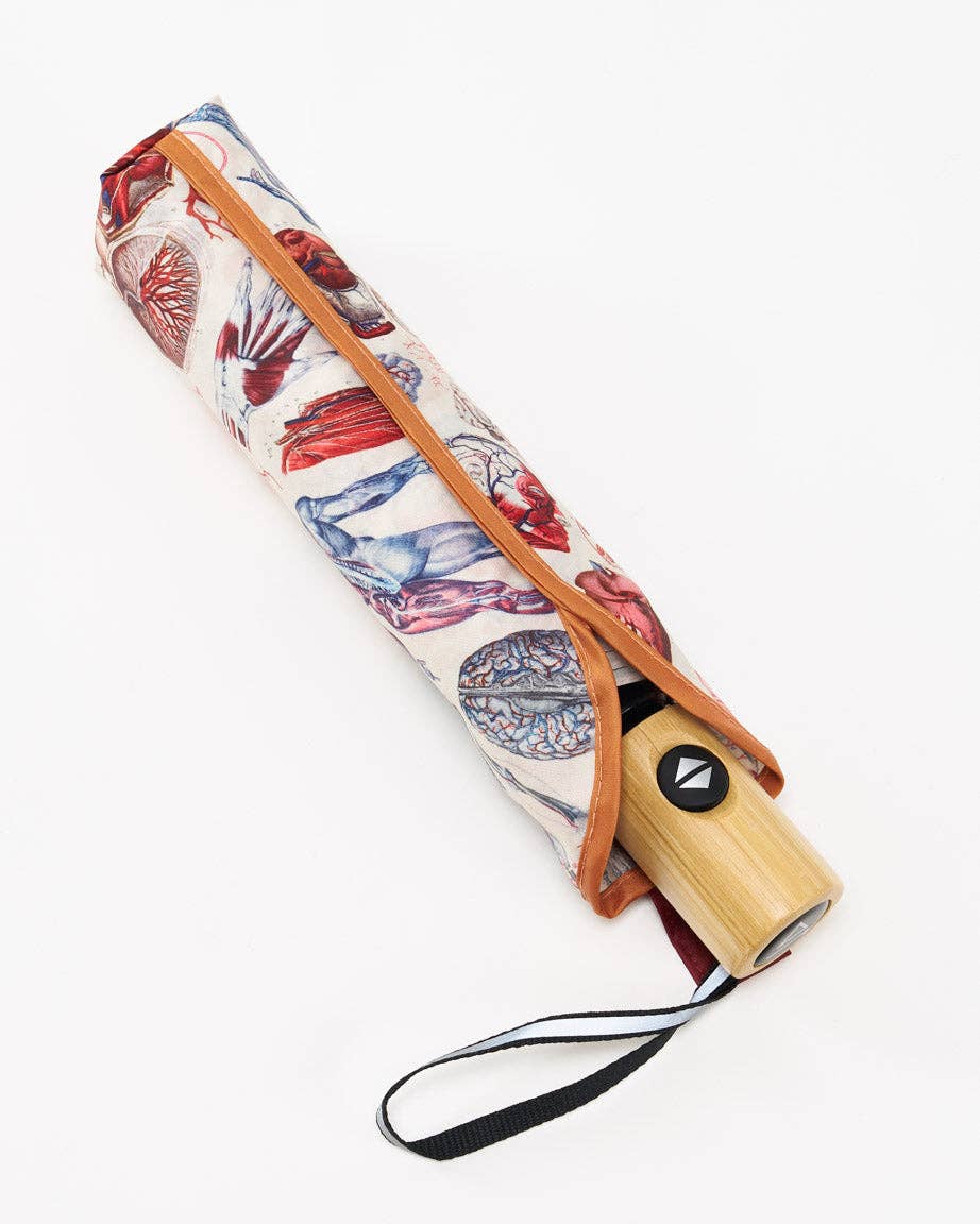 Anatomy Umbrella