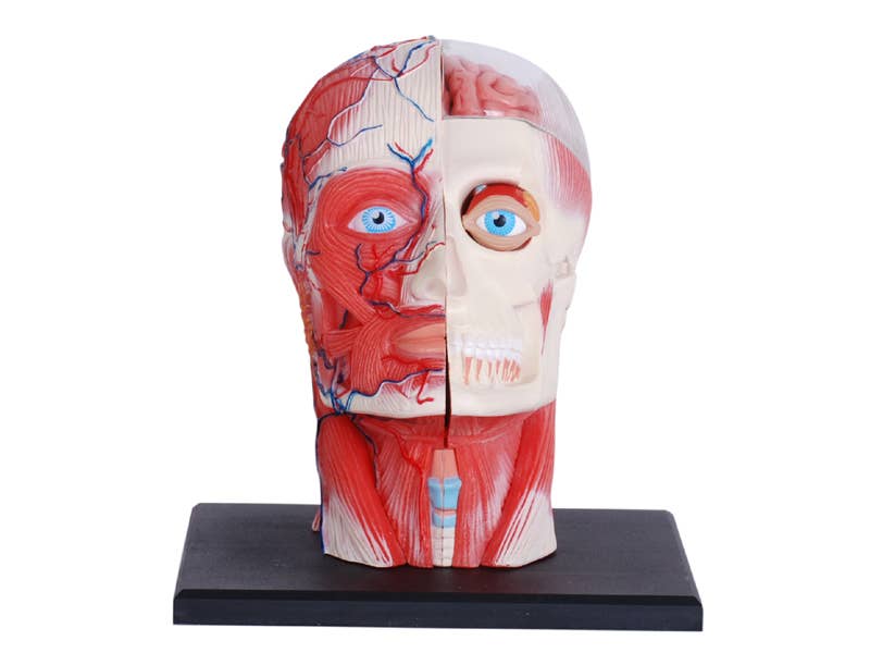 4D Human Anatomy Deluxe Human Head