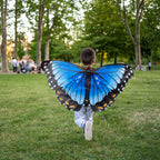 Blue Morpho Butterfly Wings