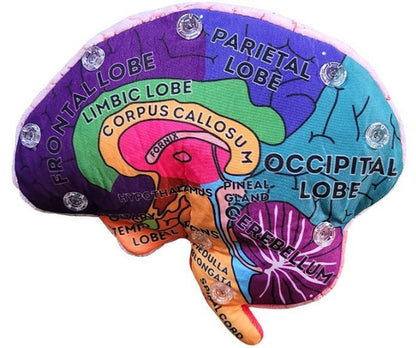 Brain Model