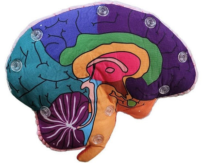 Brain Model