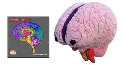 Brain Model