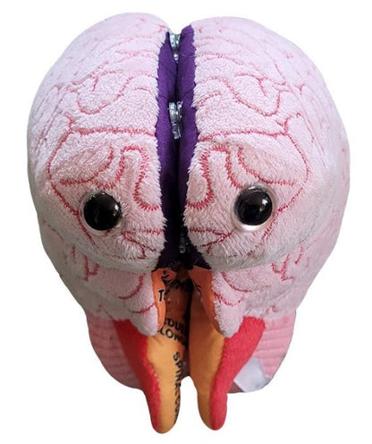 Brain Model