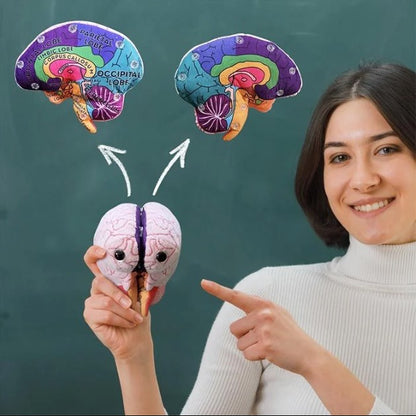 Brain Model