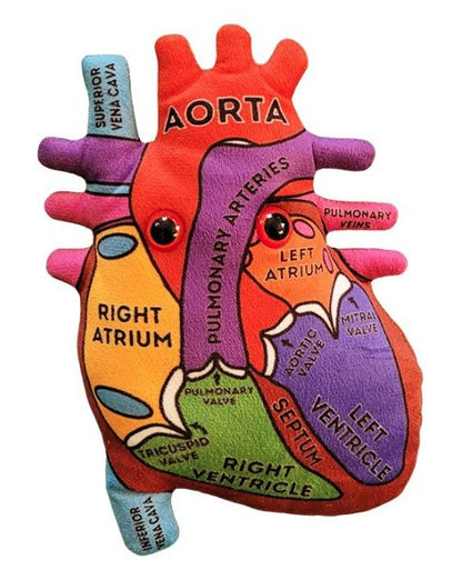 Heart Model