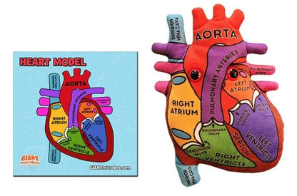 Heart Model