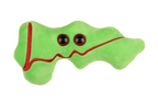 Pancreas