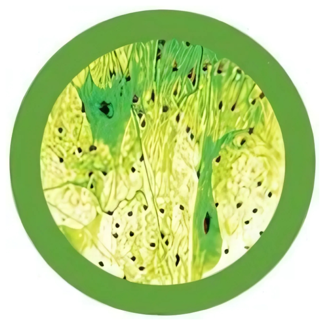 Nerve cell Keychain