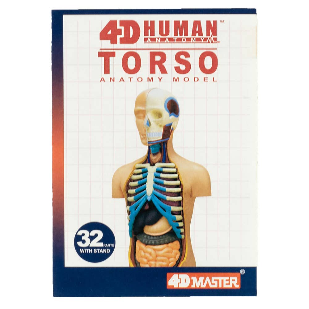 4D Torso