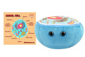 Animal Cell
