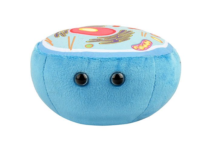 Animal Cell