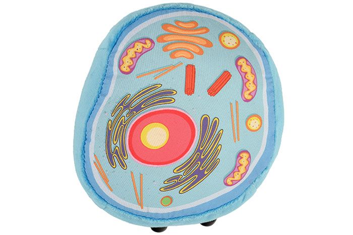 Animal Cell
