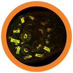 Antibody (Immunoglobulin)