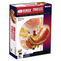 4D Stomach & Other Organs