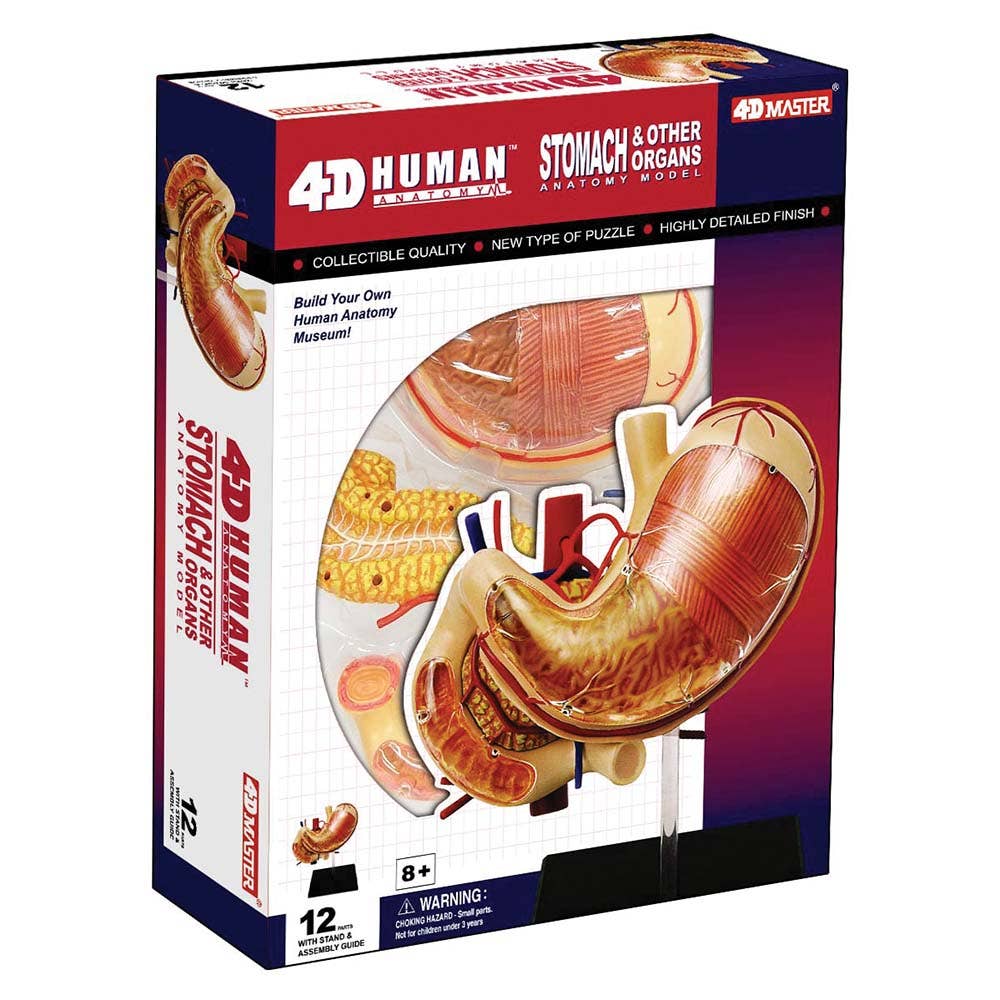 4D Stomach & Other Organs