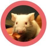 White Lab Mouse