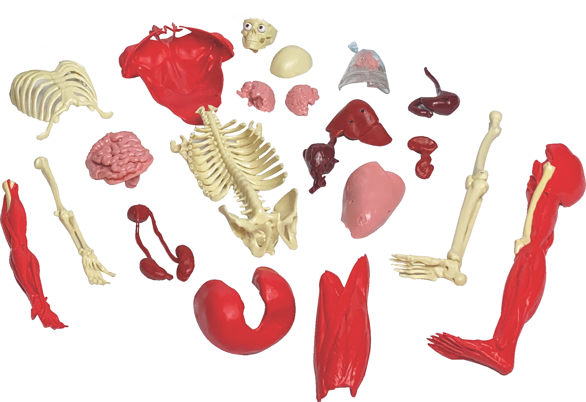 Ultimate Squishy Human Body Lab