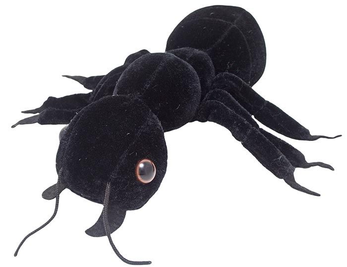 Black Ant (Lasius niger)