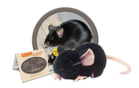 Black Lab Mouse (C57BL/6)