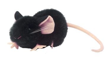 Black Lab Mouse (C57BL/6)