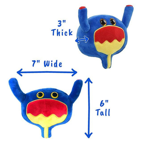 Bladder