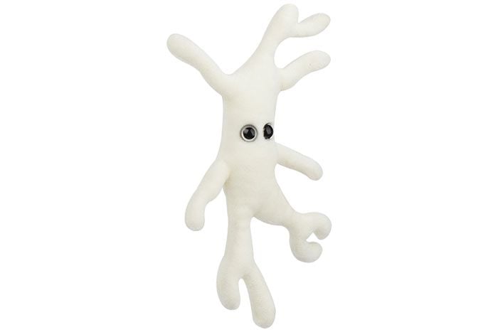 Bone Cell (Osteocyte)