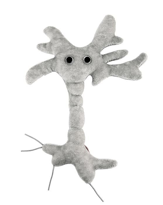 Brain Cell (neuron)
