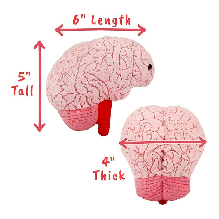 Plush Rear Human Human Body Plush – The Amazing Body Store