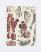 Anatomy: Vascular Softcover Notebook - Lined Pages